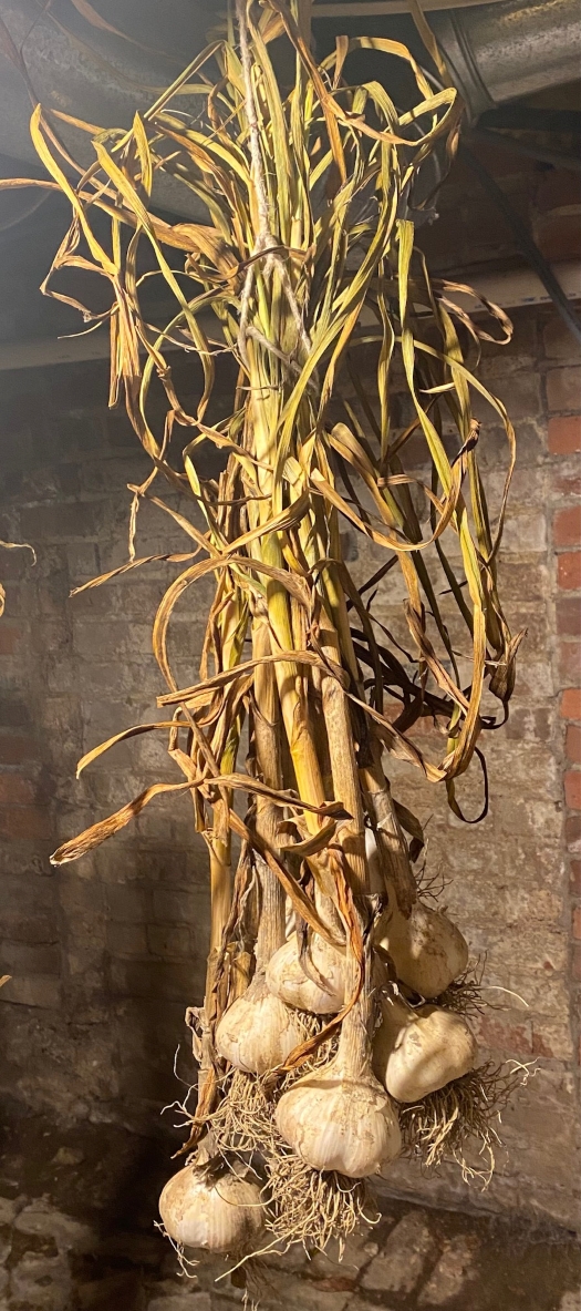 59X53 Garlic.jpg